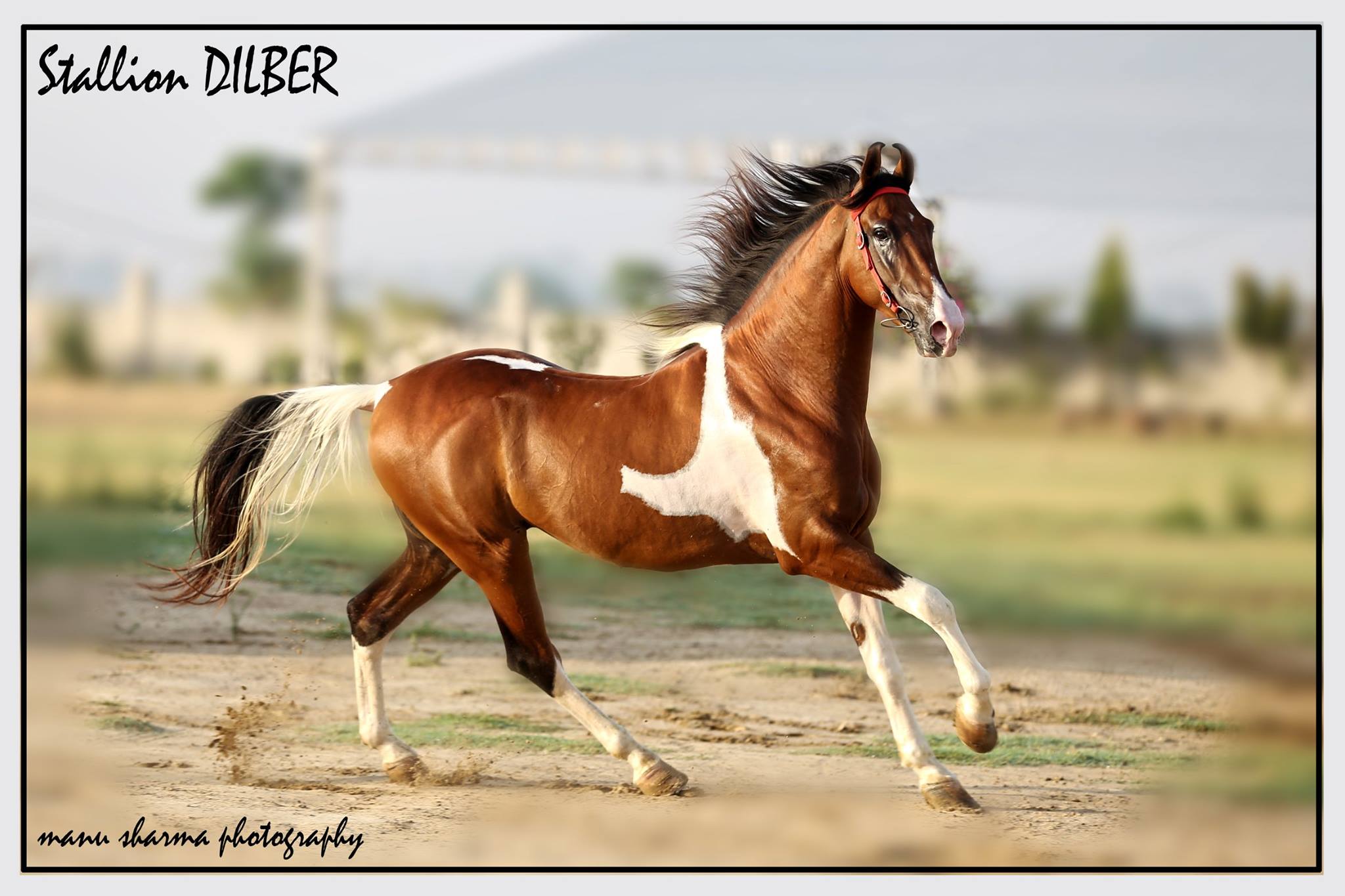 Marwari Horses For Sale